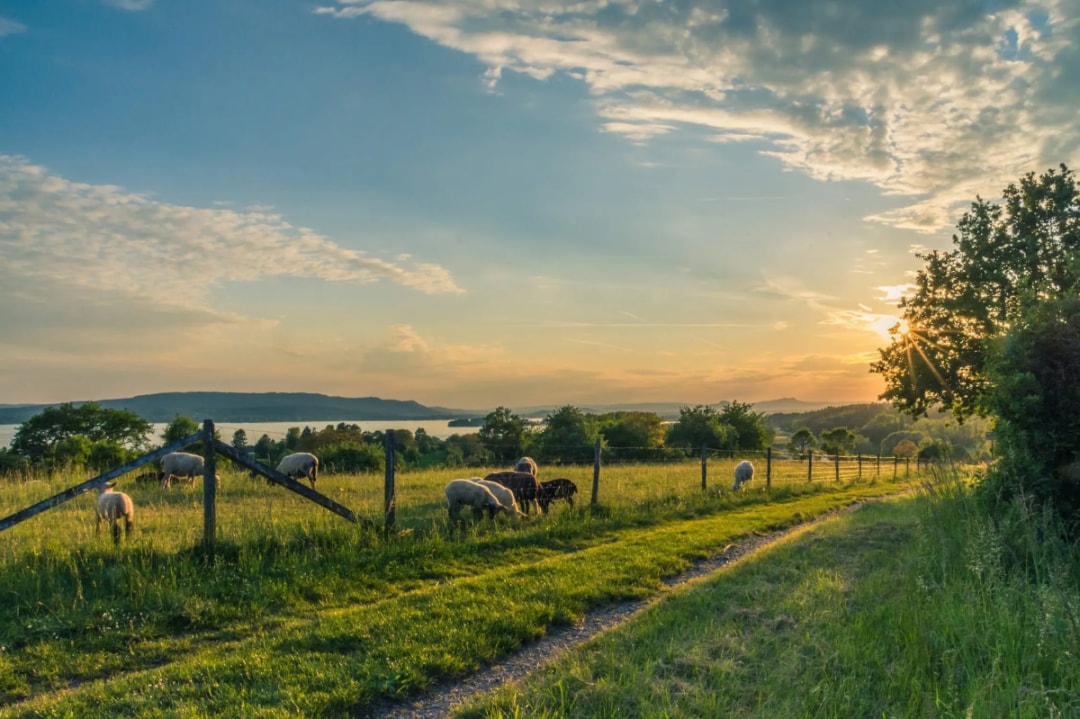 Dirt Road Stock Image